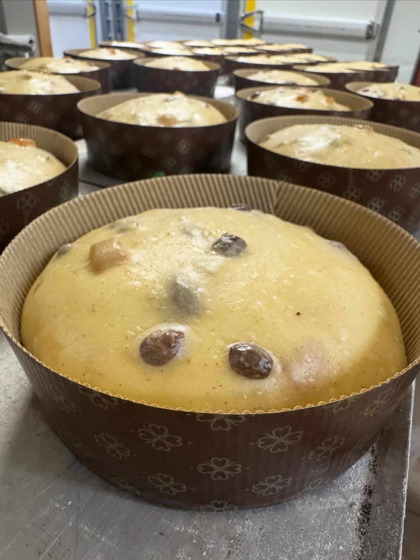 Panettones traditionnels en cours de levée dans les moules de cuisson à La Carioca